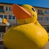 Die Rettung der Ente