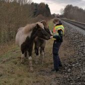 Ponyrettung am Gleis