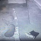 Der Chiemgauer Wolf im Visier