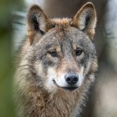 4,8 Millionen Euro für wolfssichere Zäune
