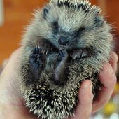 Einschlafhilfe für den Igel