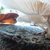 Unbekannten Pilz am Herrnberg entdeckt