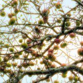 Herbstlicher Baumschmuck mit Äpfeln