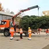 Weihnachten kann kommen: Fichte vor dem Neuen Rathaus aufgestellt