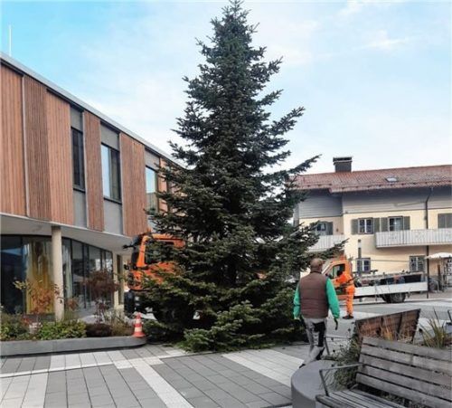 Am Rathaus in Großkarolinenfeld hat der Bauhof den Christbaum aufgestellt. Foto Greiner
