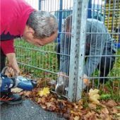 Igel steckt in Zaun fest
