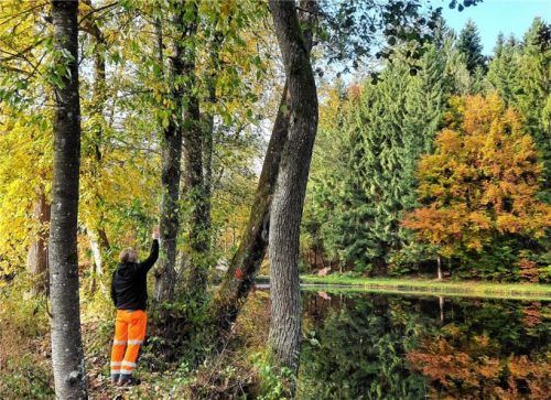 Die Bäume am Bachhamer Weiher wurden von einer Fachfirma genau inspiziert.Foto  re