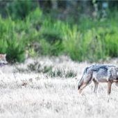 Überwachungskamera filmt mutmaßlichen Wolf auf Brannenburger Hof