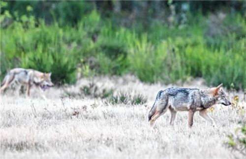 Die Zahl der Wolfssichtungen nimmt zu. In Bayern sind bislang nur einzelne Tiere unterwegs – im Gegensatz zur Döberitzer Heide in Brandenburg beispielsweise, wo sich ein Rudel angesiedelt hat. Foto  dpa