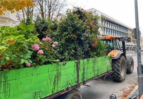 Ein Traktor, beladen mit Pflanzen: Seit dem 27. Oktober werden die Sommer- durch die Winterpflanzen ersetzt. Foto Heise