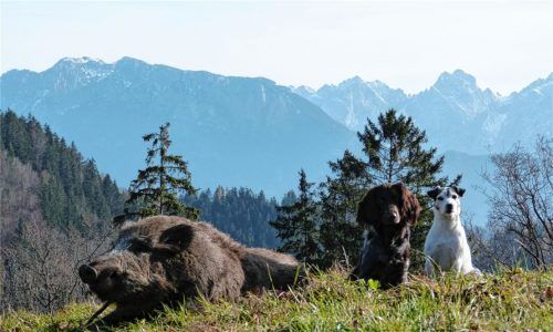 Erlegter Keiler:  Die Jagdhunde Holly und Eva bewachen das tote Jungtier, das auf rund 900 Meter Höhe rund um den Bichlersee die Äcker und Wiesen umgrub und massiven Schaden anrichtete. Foto Hoheneder