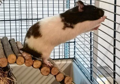 Hanni wurde im April geboren und sucht jetzt ein neues Zuhause.Foto Re