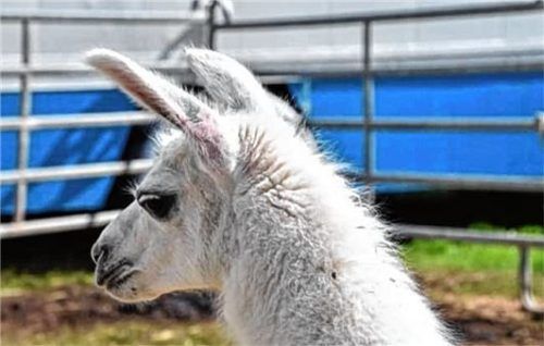 Lama Denise ist der Renner im Zirkus.