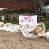 „Ich will ja kein Wolfsfutter züchten“