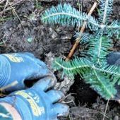Alpenvereinsmitglieder forsten Bergwald auf