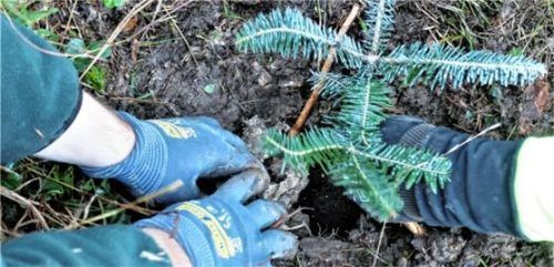 300 Schösslinge setzten die ehrenamtlichen Helfer der Bergwacht, um 3000 Quadratmeter Schutzwald in steilem Gelände zu stabilisieren.
