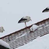 300 Störche bleiben in Bayern