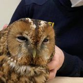 Hornschlittenrennen fällt wieder aus Waldkauz gerettet