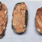 Sogar Dinosaurier-Eier wurden in Garching schon durchleuchtet