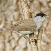 Die Hoffnungsträger der Vogelwelt
