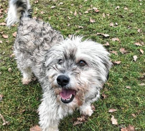 Bobtail-Mix Benson sucht ein neues Zuhause.Foto  RE
