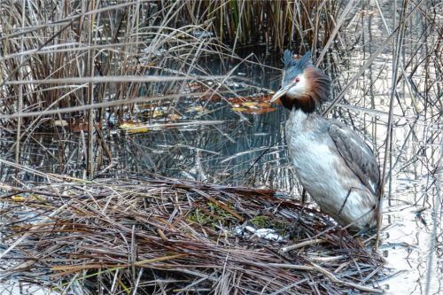 Das Wasser ist sein Zuhause: ein Haubentaucher am Nest. Foto Hoheneder