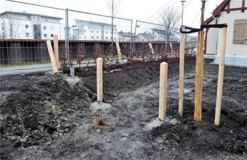 Die Häuser des letzten Abschnittes der Werkssiedlung sind bezogen. Pflanzen sind auch schon gesetzt, wie die Rotbuchenhecke. Foto  Riediger