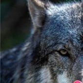 Der Wolf beschäftigt das bayerische Kabinett