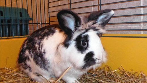 Flecki ist im Mai 20129 geboren und sucht ein neues Zuhause. Foto Re