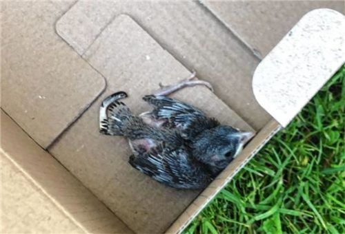 In einer Pappschachtel überstand der Spatz seinen ersten Transport nach Kiefersfelden.