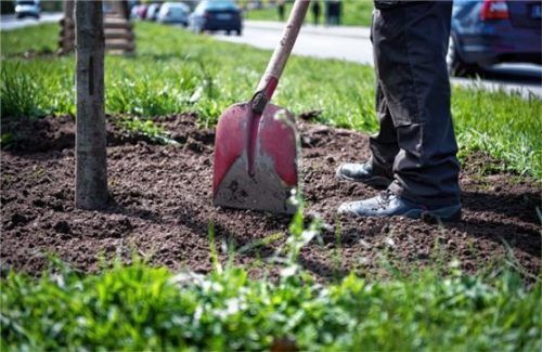 In Rosenheim sollen 37 Bäume gepflanzt werden. Dafür müssen Parkplätze weichen. Foto dpa