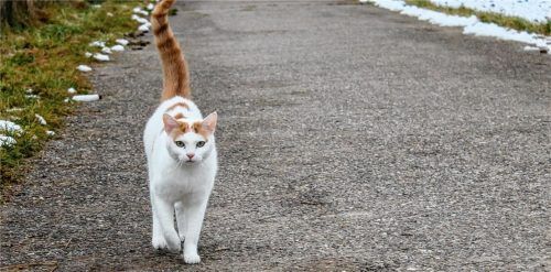 Kost und Logis von Streunern kostet die Gemeinde Schechen künftig 2500 Euro im Jahr.Foto Heinz