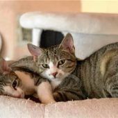Vroni und Rosalie suchen ein Zuhause