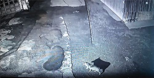 Nächtlicher Besucher: Ein Wolf läuft über den Hof eines landwirtschaftlichen Anwesens in Brannenburg. Foto re