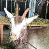 Tier attackiert Ziege