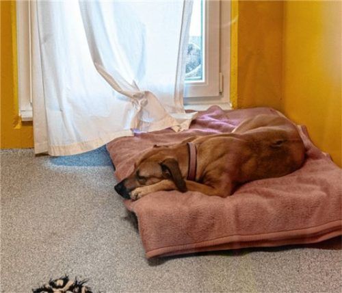 So gemütlich ist der Hundetrakt heute.