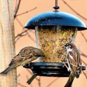 <p>Spatzen bedienen sich an einer Futterstelle in einem Garten. Foto Michael Bangerter</p>