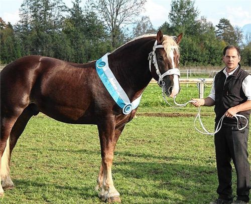 „Steinbach von Burggen“ lautet sein Name: Der zweijährige Hengst aus der Zucht des Nußdorfers Sebastian Grandauer ging bei der 64. Verbandshengstkörung in München-Riem als Sieger hervor.Foto Steffenhagen