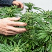 Cannabis-Anbau im großen Stil