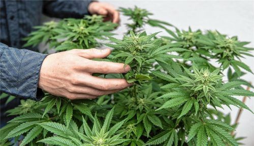 Weil er Cannabis angebaut und an seine Freunde verkauft hatte, musste sich jetzt ein Landwirt in Traunstein vor Gericht verantworten. Foto dpa