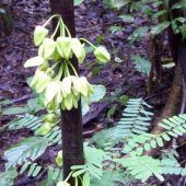 Baum heißt DiCaprio