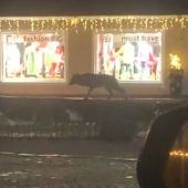 Wolf darf abgeschossen werden