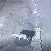 Streibl: „Ein Problemwolf“
