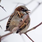 Spatz erneut auf Platz eins