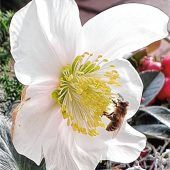 Winterlicher Bienenflug