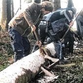 Großkarolinenfelder Maibaum gefällt