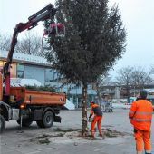 Aus Christbaum werden Hackschnitzel