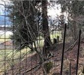 Ganzes Wolfsrudel im Chiemgau?