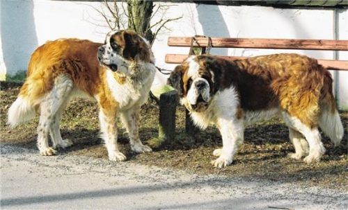 Auf die Größe des Hundes kommt es bei der Höhe der Steuer nicht an, dafür auf die Klassifizierung. Foto Schlecker