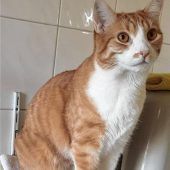 Schmusiger Stubentiger auf Wohnungssuche